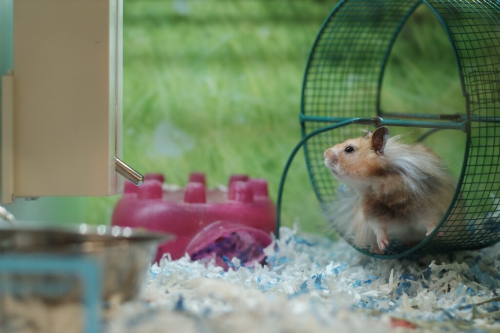 running hamster